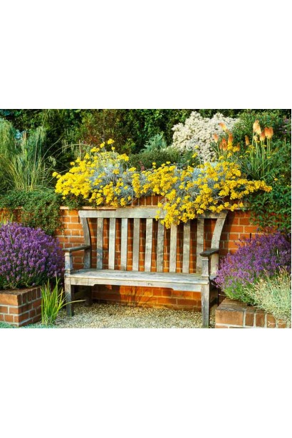 Цмин піщаний Талл Керрі в ландшафті